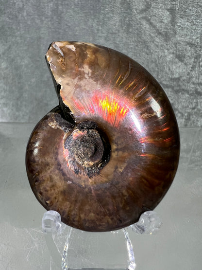 Ammonite Fossil Specimen. Gorgeous Polished Iridescent Ammonite From Madagascar.