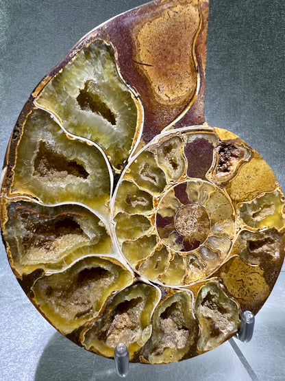 Yellow Ammonite Display Pair. Amazing Yellow Colors With Jigsaw Fossil Patterns. Gorgeous Rare Fossil Specimen From Madagascar.