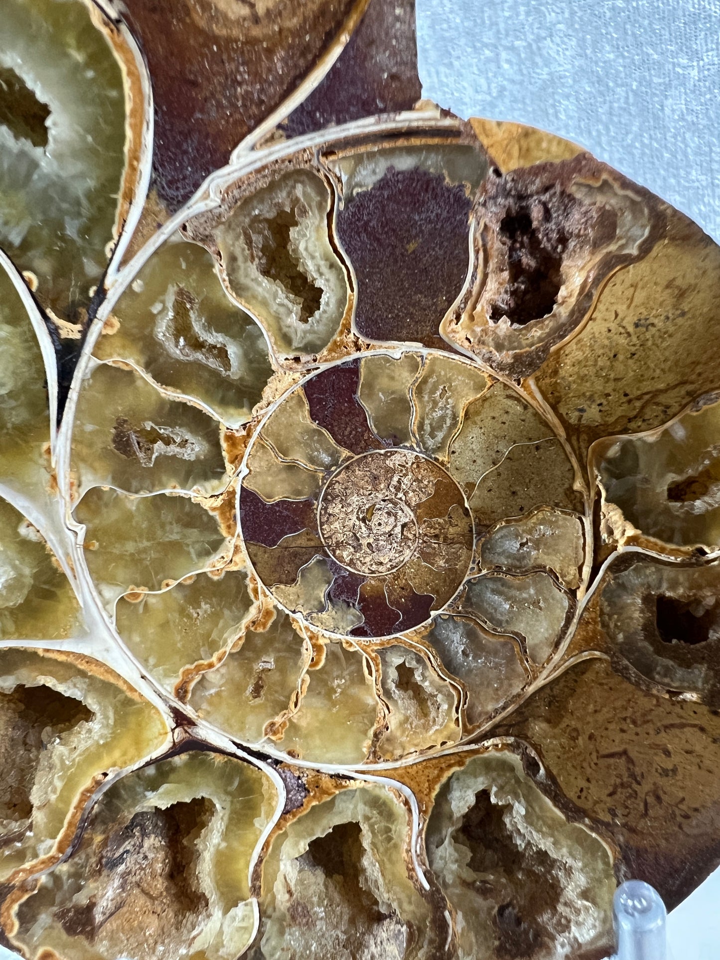 Yellow Ammonite Display Pair. Amazing Yellow Colors With Jigsaw Fossil Patterns. Gorgeous Rare Fossil Specimen From Madagascar.