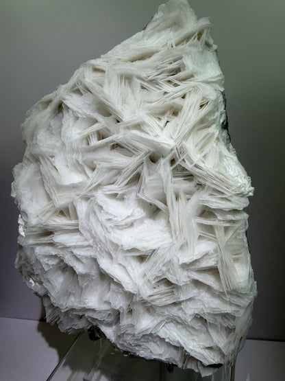 White Rose Bladed Calcite. Extra Large Angel Wing Calcite Specimen. High Quality UV Statement Piece.