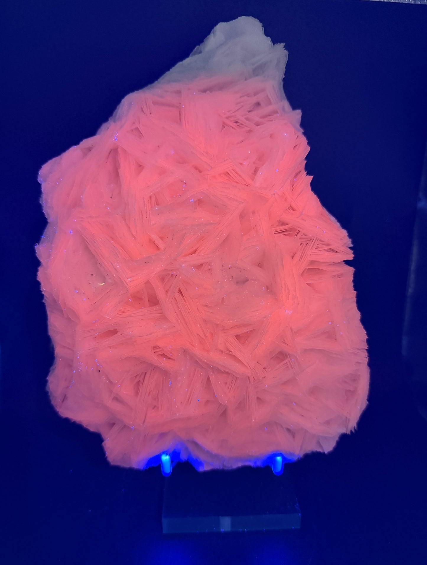 White Rose Bladed Calcite. Extra Large Angel Wing Calcite Specimen. High Quality UV Statement Piece.