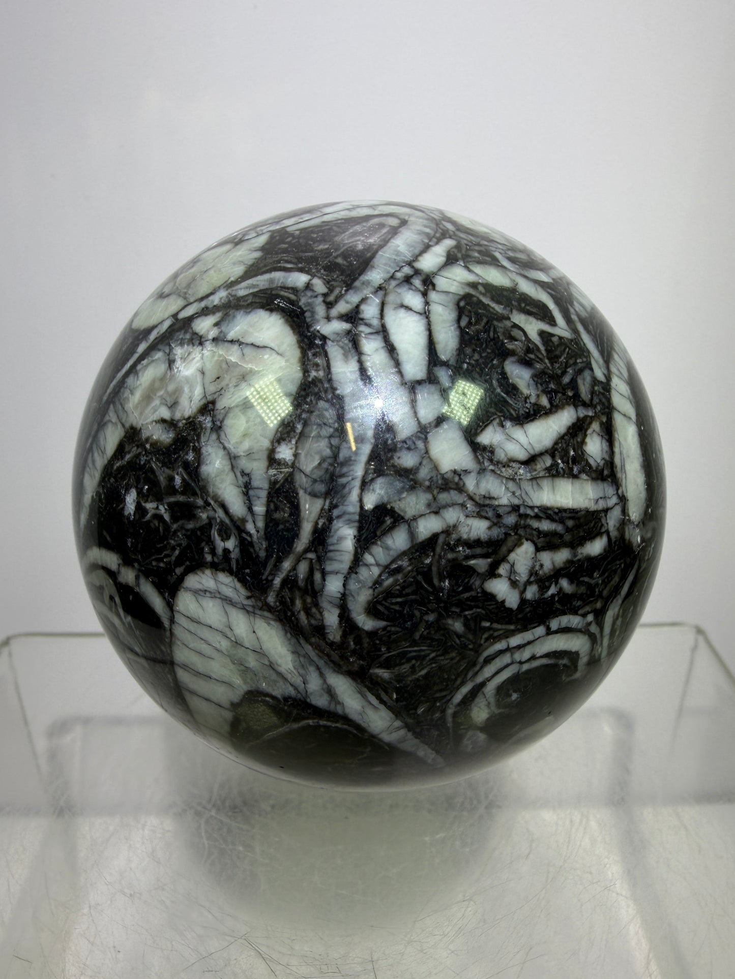 Black Crinoid Fossil Sphere: 66mm. High Quality Rare Crystal Sphere. Incredible One Of A Kind Display Sphere.
