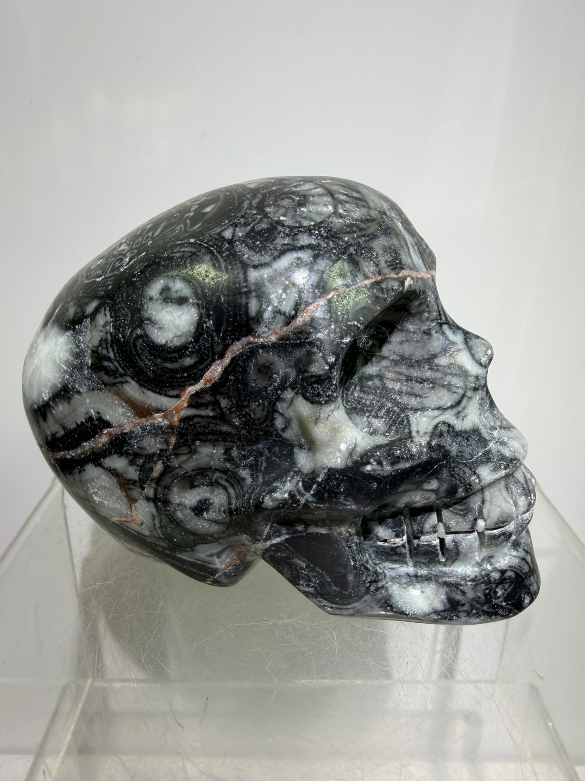 Black Crinoid Skull Carving: Amazing Black And White Fossil Carving. Gorgeous Color Combination And Patterns