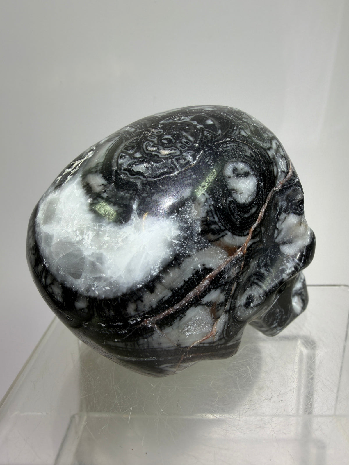 Black Crinoid Skull Carving: Amazing Black And White Fossil Carving. Gorgeous Color Combination And Patterns