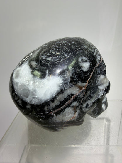 Black Crinoid Skull Carving: Amazing Black And White Fossil Carving. Gorgeous Color Combination And Patterns