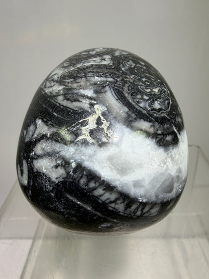 Black Crinoid Skull Carving: Amazing Black And White Fossil Carving. Gorgeous Color Combination And Patterns