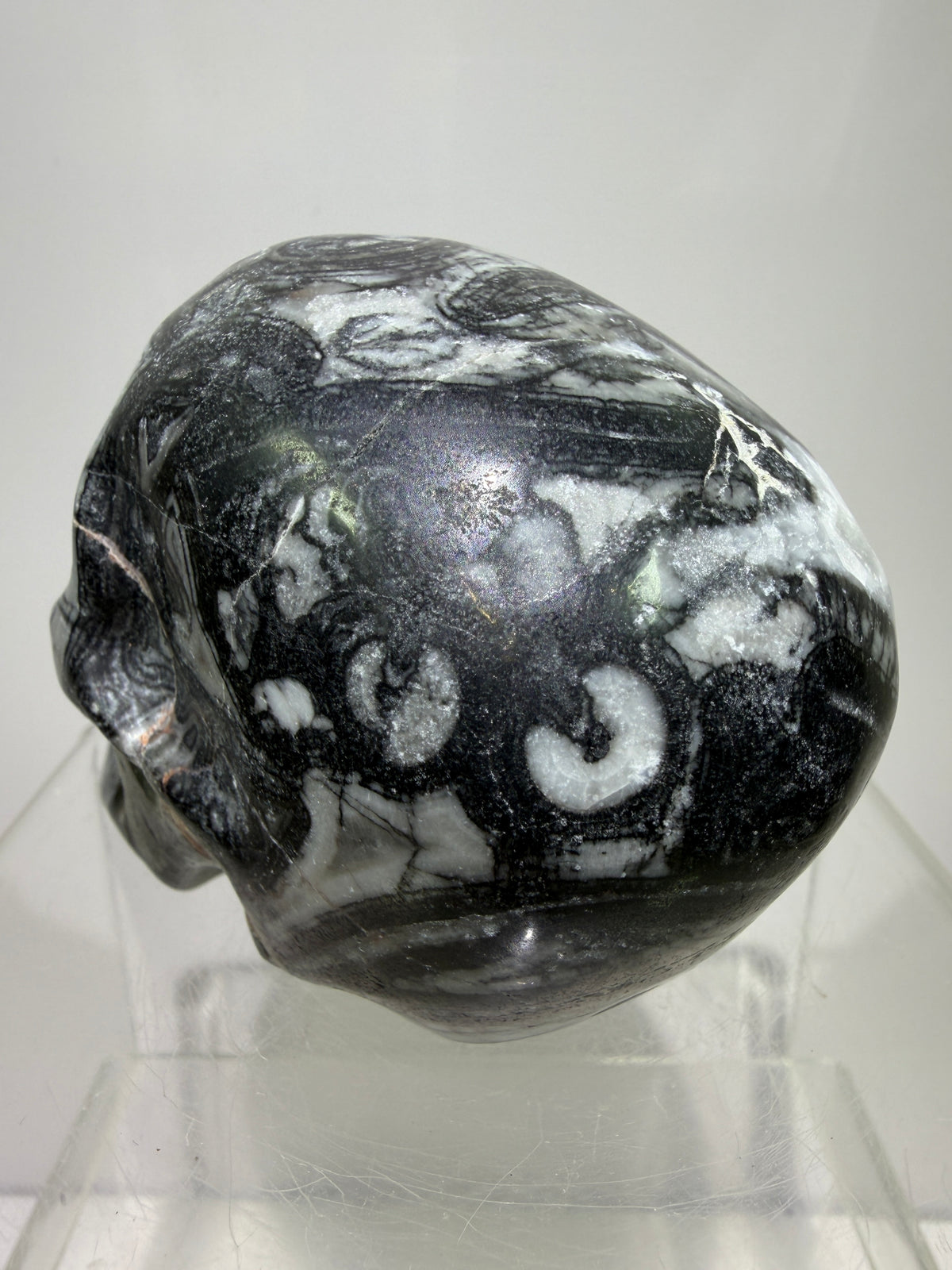 Black Crinoid Skull Carving: Amazing Black And White Fossil Carving. Gorgeous Color Combination And Patterns