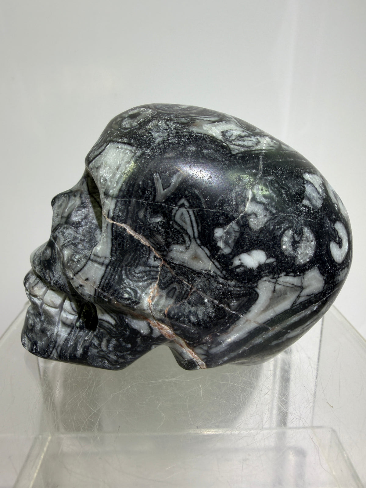 Black Crinoid Skull Carving: Amazing Black And White Fossil Carving. Gorgeous Color Combination And Patterns