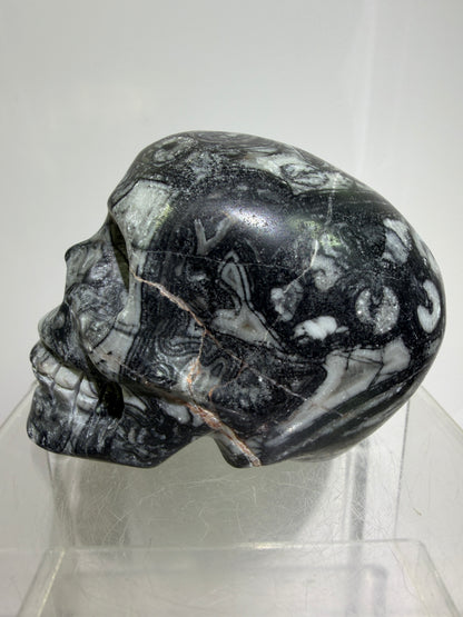 Black Crinoid Skull Carving: Amazing Black And White Fossil Carving. Gorgeous Color Combination And Patterns