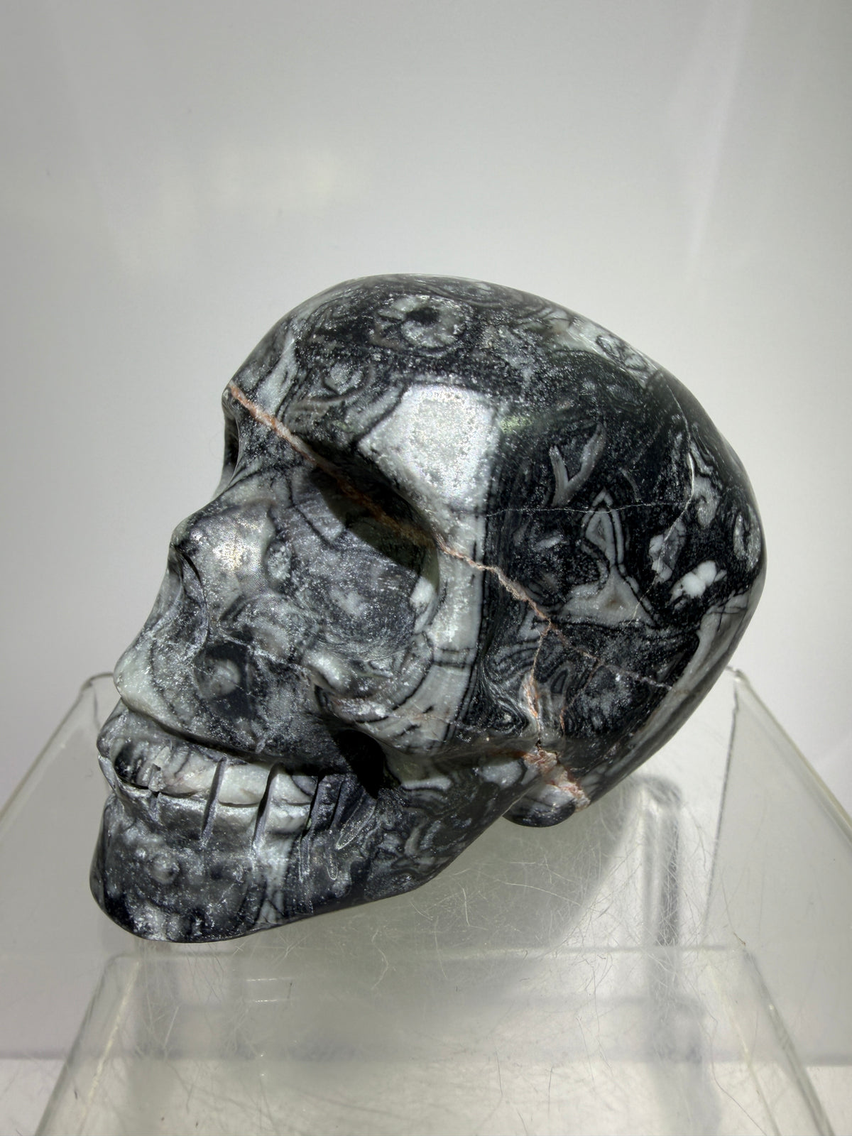 Black Crinoid Skull Carving: Amazing Black And White Fossil Carving. Gorgeous Color Combination And Patterns