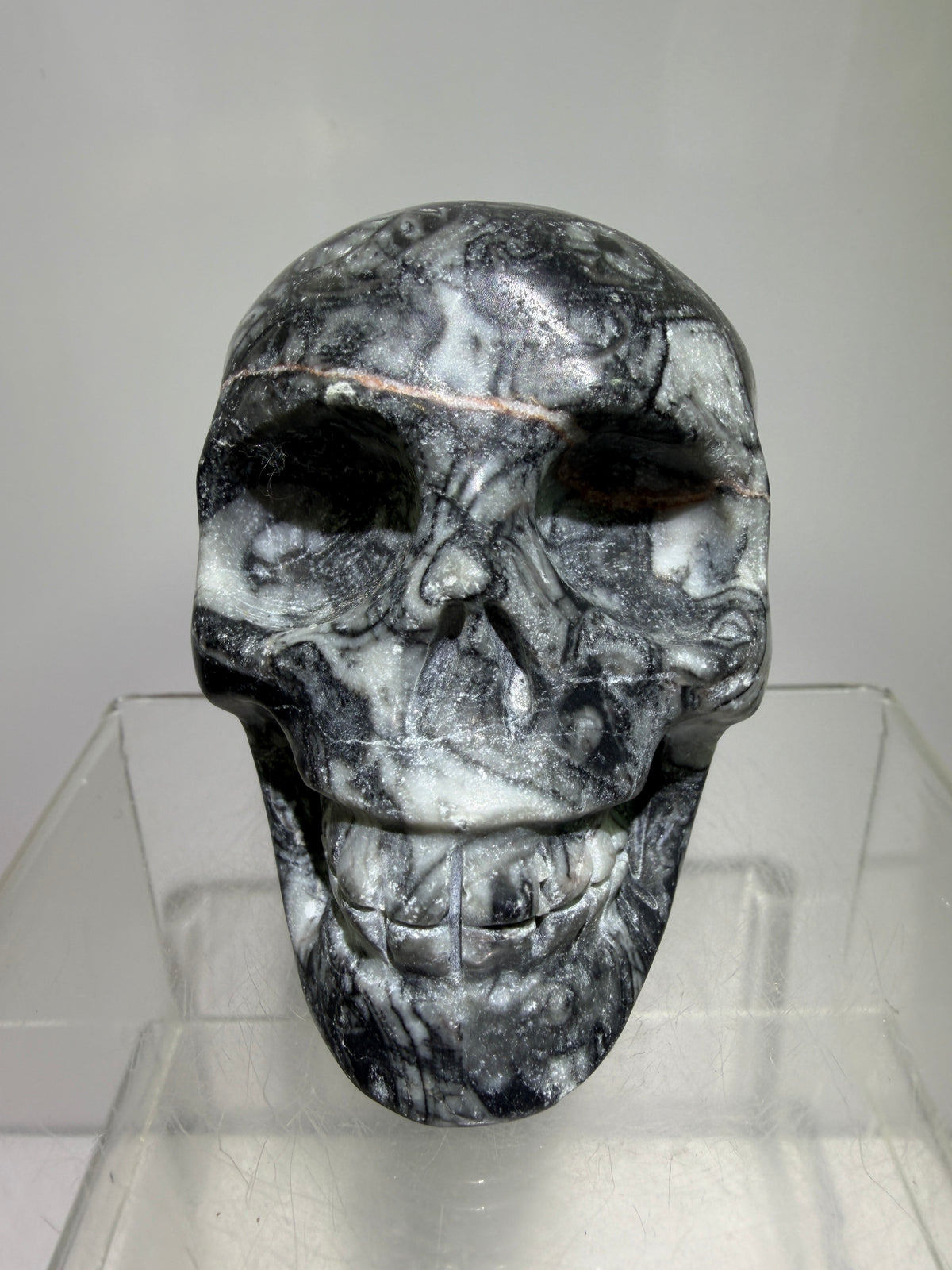 Black Crinoid Skull Carving: Amazing Black And White Fossil Carving. Gorgeous Color Combination And Patterns