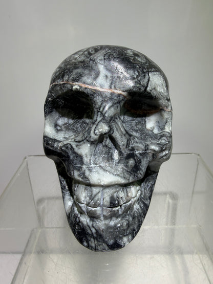 Black Crinoid Skull Carving: Amazing Black And White Fossil Carving. Gorgeous Color Combination And Patterns
