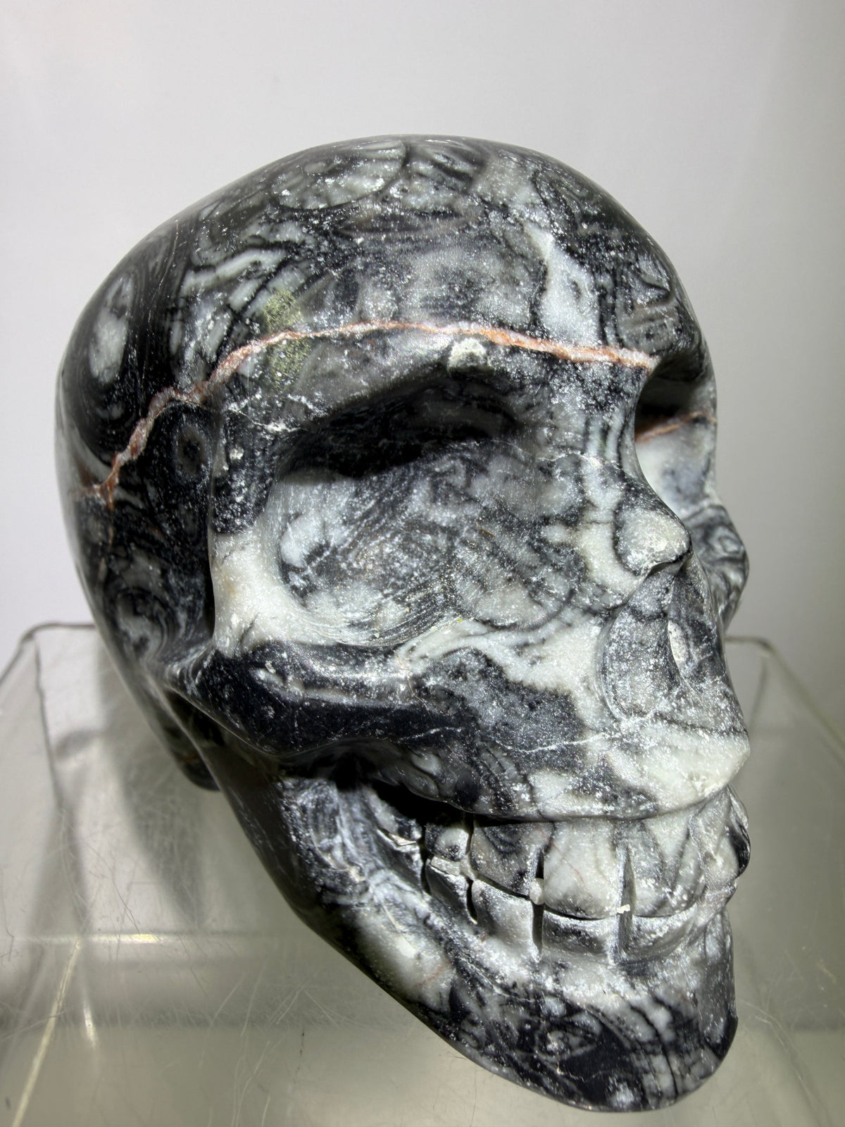Black Crinoid Skull Carving: Amazing Black And White Fossil Carving. Gorgeous Color Combination And Patterns
