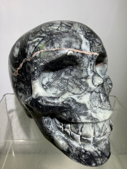 Black Crinoid Skull Carving: Amazing Black And White Fossil Carving. Gorgeous Color Combination And Patterns