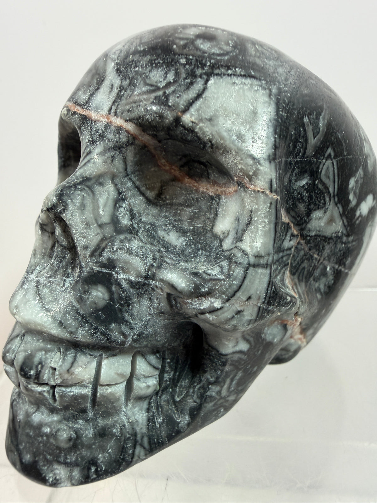 Black Crinoid Skull Carving: Amazing Black And White Fossil Carving. Gorgeous Color Combination And Patterns