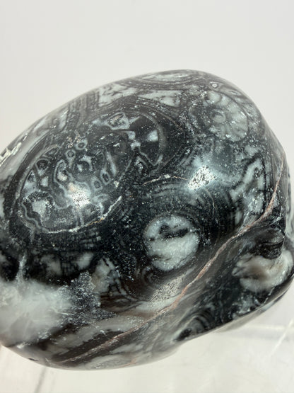 Black Crinoid Skull Carving: Amazing Black And White Fossil Carving. Gorgeous Color Combination And Patterns