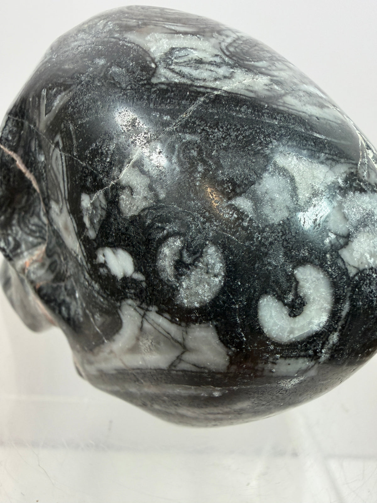 Black Crinoid Skull Carving: Amazing Black And White Fossil Carving. Gorgeous Color Combination And Patterns