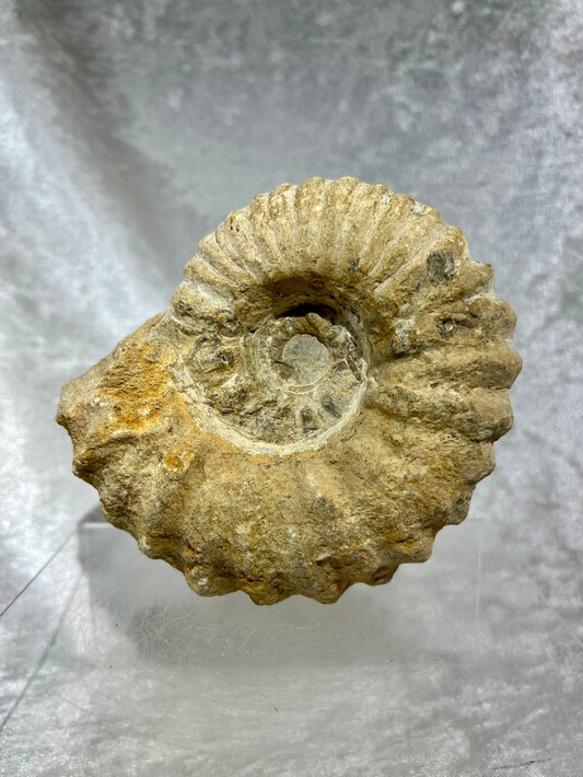 Large All Natural Ammonite Fossil. 2.5 lbs. Raw Ammonite Shell Fossil Display Piece.