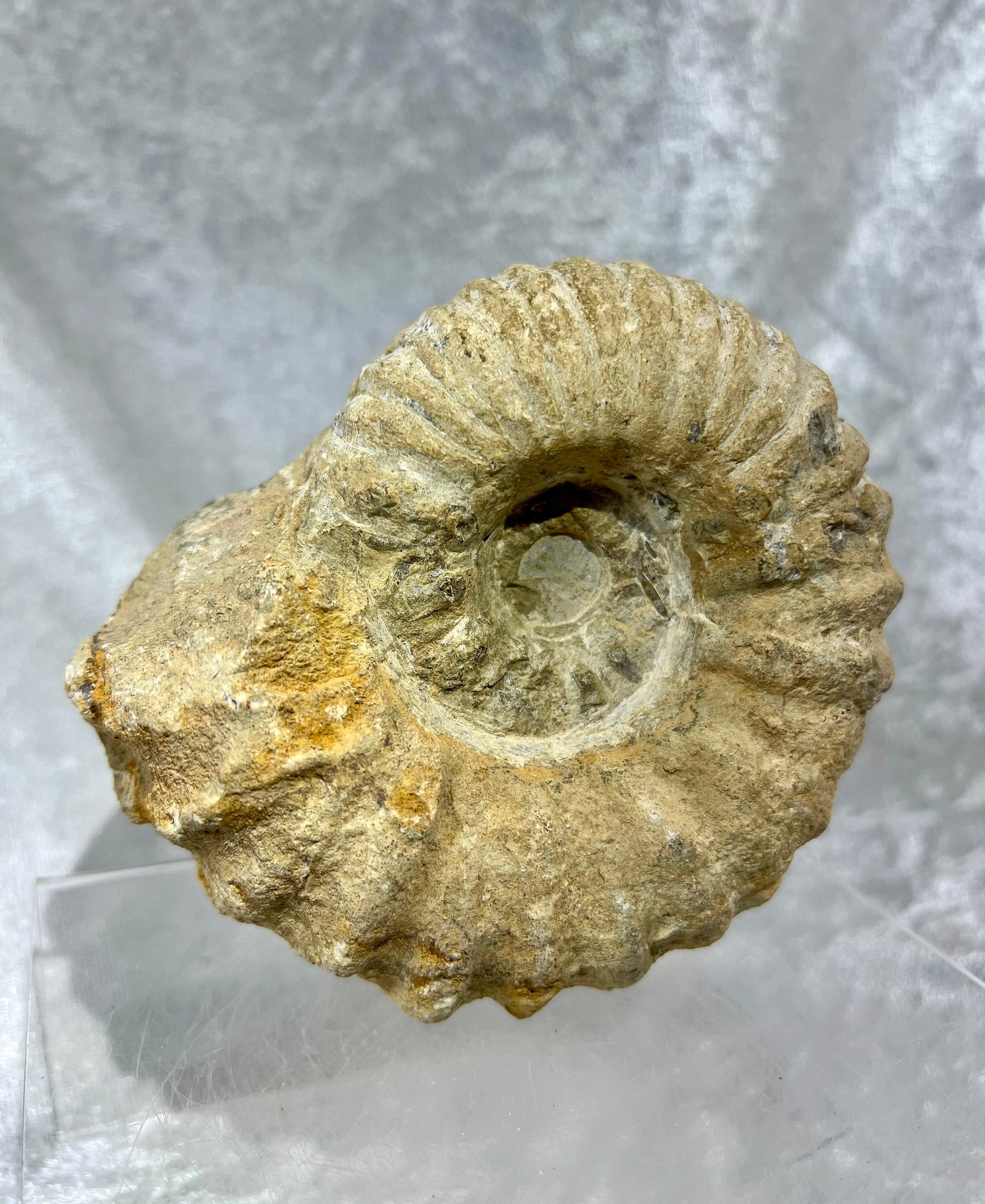 Large All Natural Ammonite Fossil. 2.5 lbs. Raw Ammonite Shell Fossil Display Piece.