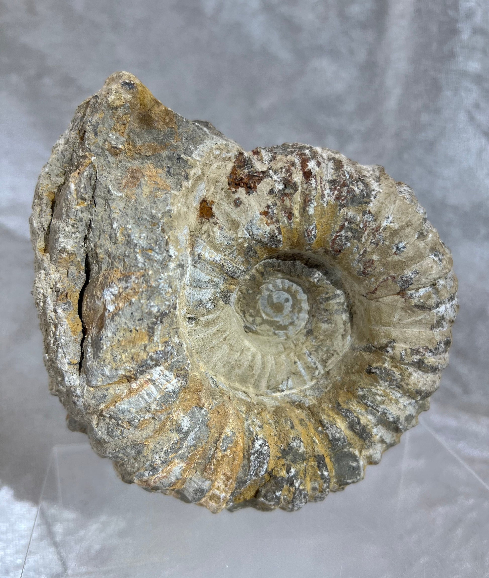 Large All Natural Ammonite Fossil. 2.8 lbs. Raw Ammonite Shell Fossil Display Piece.