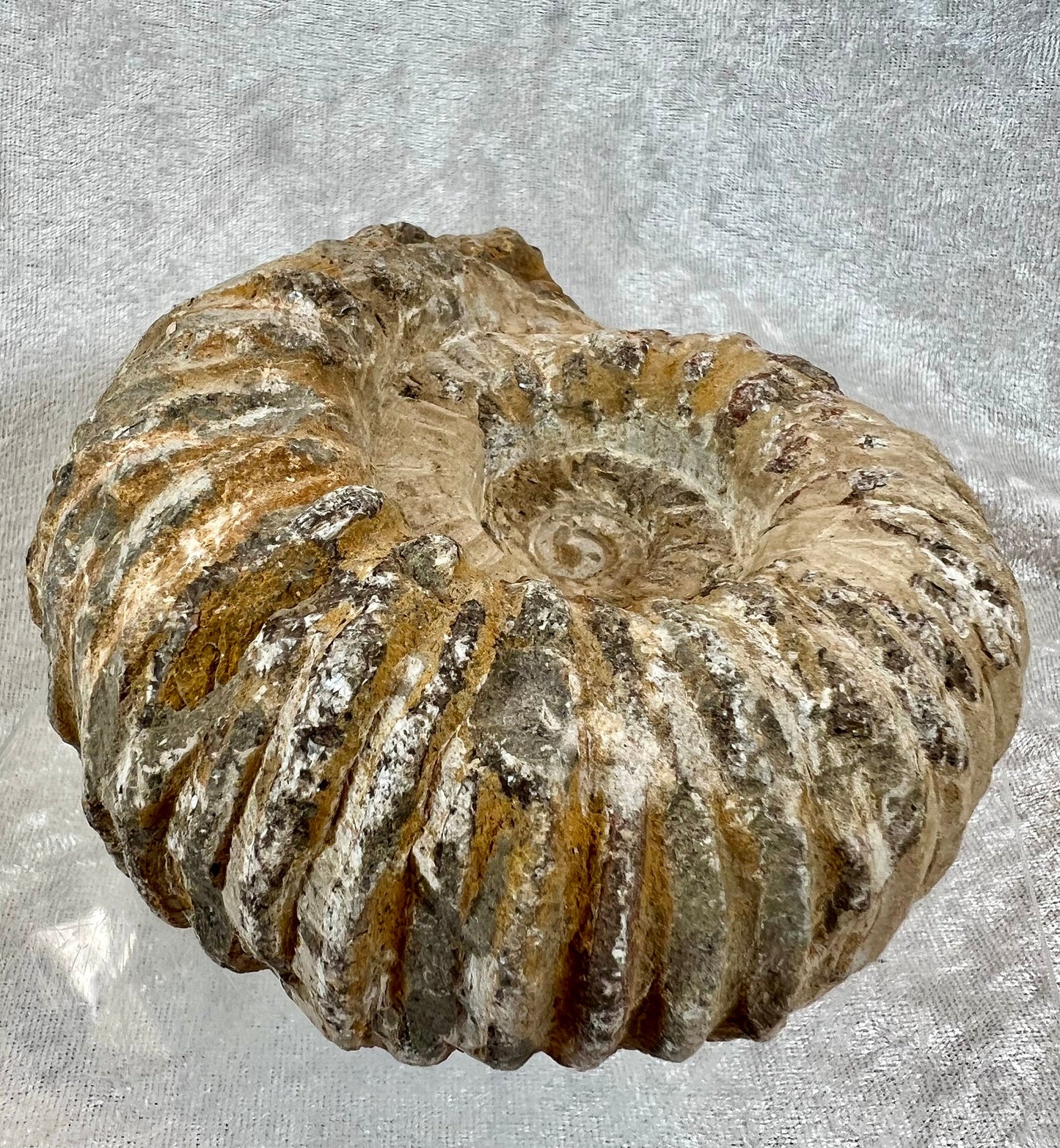 Large All Natural Ammonite Fossil. 2.8 lbs. Raw Ammonite Shell Fossil Display Piece.