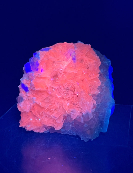 Very Special White Rose Calcite Specimen. Fluorite And Quartz Matrix. Crazy Intense UV Reaction. Angel Wing Bladed Calcite Cluster.