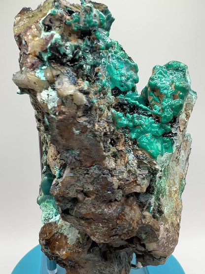 Silica Chrysocolla Specimen. Very Rare Display Crystal. High Quality Botryoidal Bubblegum Chrysocolla, Malachite, And Heterogenite.
