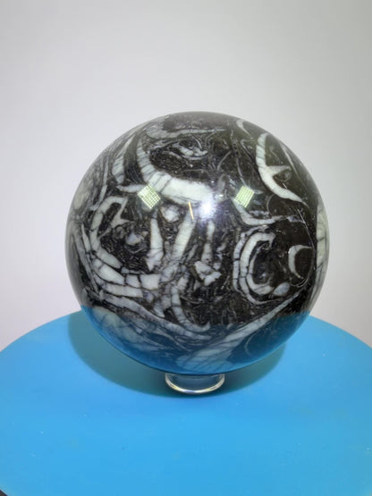 Black Crinoid Fossil Sphere: 66mm. High Quality Rare Crystal Sphere. Incredible One Of A Kind Display Sphere.