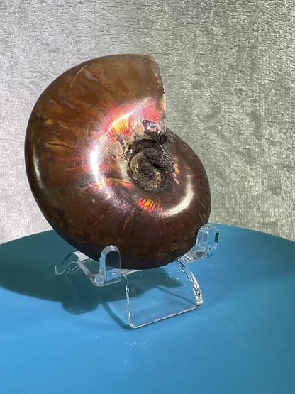 Ammonite Fossil Specimen. Gorgeous Polished Iridescent Ammonite From Madagascar.