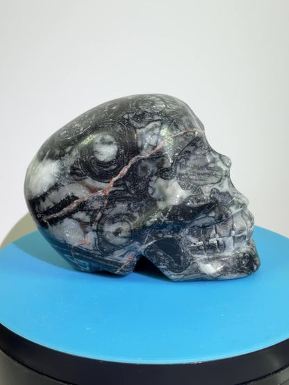 Black Crinoid Skull Carving: Amazing Black And White Fossil Carving. Gorgeous Color Combination And Patterns