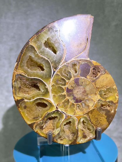 Yellow Ammonite Display Pair. Amazing Yellow Colors With Jigsaw Fossil Patterns. Gorgeous Rare Fossil Specimen From Madagascar.