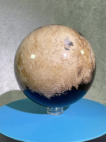 Palm Root Agate Sphere. 76mm. Incredible Fossilized Black Palm Root Agate. Very High Quality Crystal Sphere.